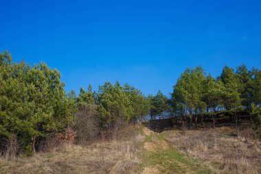 Mavi gökyüzünün arka planında yeşil Noel ağaçları. Baharın başlangıcı