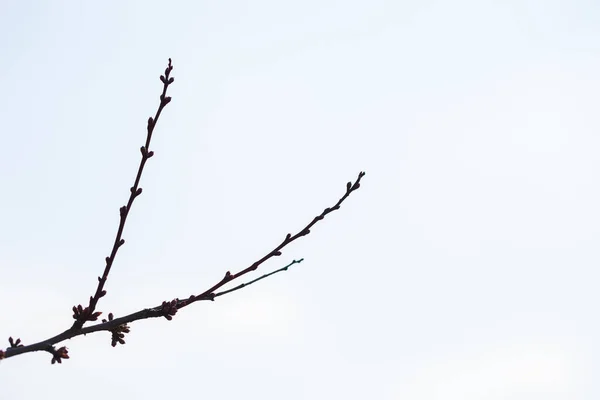 Цветущее Молодое Дерево Начало Весны — стоковое фото