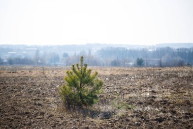 Tarlanın ortasında küçük yeşil bir ağaç var.
