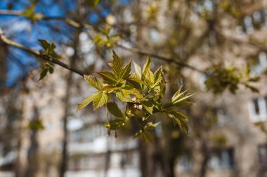 Şehirdeki caddelerde ağaçta çiçek açan dallar. Baharda çiçekli ağaçlar beyazlar içinde. Arka planda kiraz dalları.