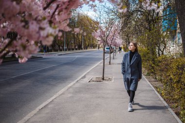 Şehrin sokaklarındaki ağaçta çiçeklerle sakura dalları. Gri paletli mutlu bir kadın elinde çiçekli sakurayla bir ara sokakta yürüyor. Açık havada çok güzel bir kız. Sakura ağacı çiçek açıyor..