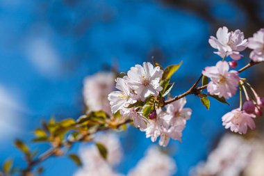 Kentin sokaklarında ağaçta çiçek açan sakura dalları. İlkbaharda çiçekli, beyaz ve pembemsi çiçekli bir ağaç. Arka plan için kiraz dalları veya çiçek açan ağaç.