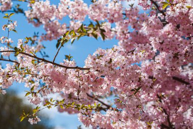 Kentin sokaklarında ağaçta çiçek açan sakura dalları. İlkbaharda çiçekli, beyaz ve pembemsi çiçekli bir ağaç. Arka plan için kiraz dalları veya çiçek açan ağaç.