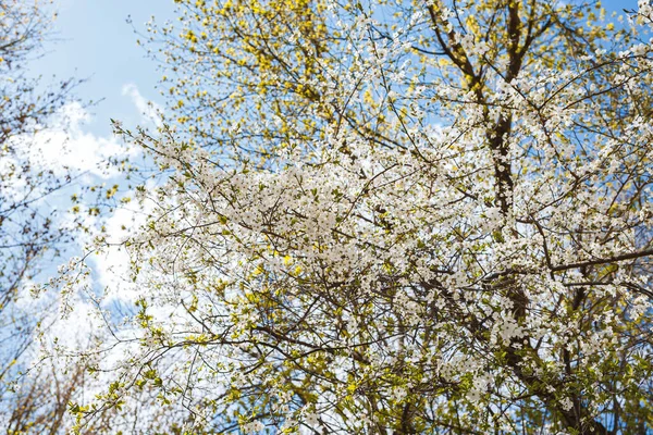 Ветки Цветами Дереве Улицах Города Дерево Цветами Весной Белом Розовом — стоковое фото