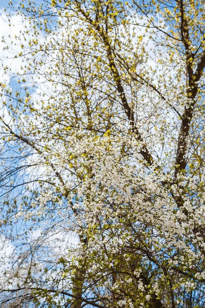 Ветки Цветами Дереве Улицах Города Дерево Цветами Весной Белом Розовом — стоковое фото