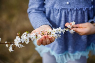 Kız elinde çiçek açan kayısılardan oluşan bir dal tutuyor. Çiçek açan meyve ağacının dalını tutan güzel kadın ellerine yakın durun. Hassas bahar arkaplanı. Kadın elleri arka planda bulanık