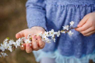 Kız elinde çiçek açan kayısılardan oluşan bir dal tutuyor. Çiçek açan meyve ağacının dalını tutan güzel kadın ellerine yakın durun. Hassas bahar arkaplanı. Kadın elleri arka planda bulanık