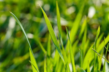 Çimlerin yetiştiği yeşil bir alan. Yazın tarım arazisi. Çimenler yakın.
