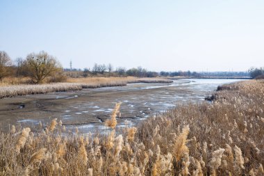 Ayna suyunun üzerindeki kuru sazlıklar. Sudaki göl yansıması. Güneşli bir hava. Mavi gökyüzü