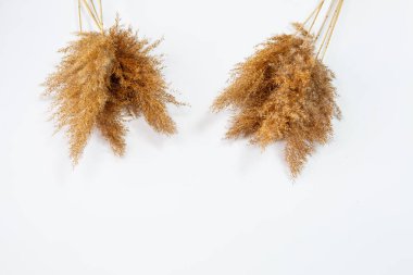 Beyaz arka planda kahverengi çimen dalları. Yazı için uygun bir yer. Kuru kümeler dekor