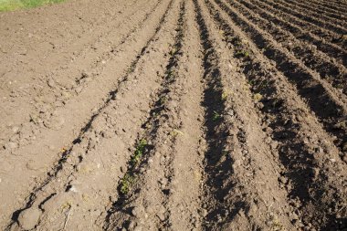 Bir bahar günü sebze ekmeden önce gevşek toprak, tarım.