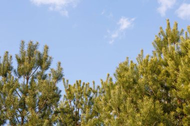 Güneşli bir günde bulutlu mavi gökyüzüne karşı ağaçlar