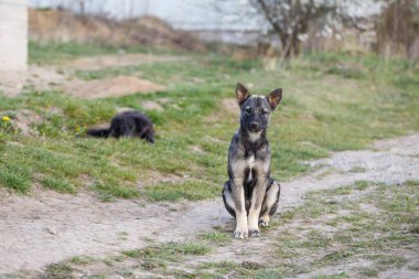 Sokakta başıboş küçük köpekler, hayvanları ve doğayı koruyor.