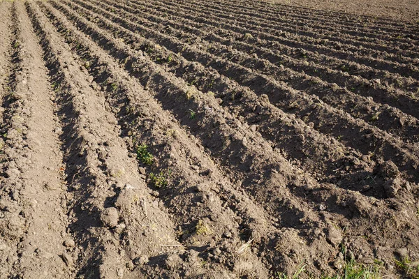 채소를 토양을 푸석푸석 농사를 — 스톡 사진