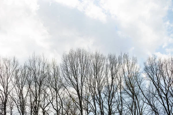 Деревья Против Голубого Неба Облаками Солнечный День — стоковое фото