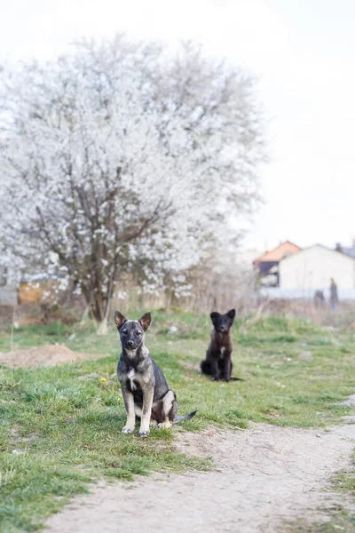 Cães Pequenos Vadios Rua Protegendo Animais Natureza — Fotografia de Stock