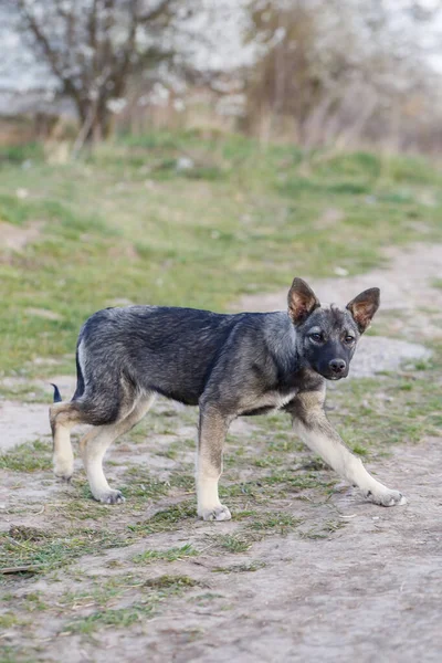 stray small dogs on the street, protecting animals and nature