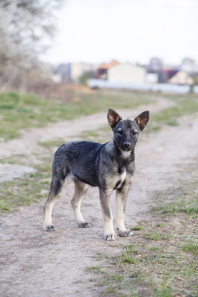 Cães Pequenos Vadios Rua Protegendo Animais Natureza — Fotografia de Stock