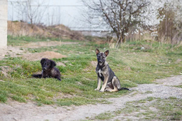Бродячие Маленькие Собаки Улице Защищая Животных Природу — стоковое фото