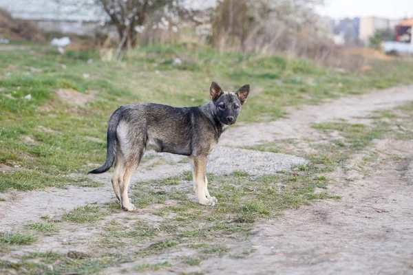 Cani Randagi Piccola Taglia Strada Proteggere Gli Animali Natura — Foto Stock