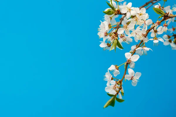 flowering branch with white flowering on a blue background, a place for text