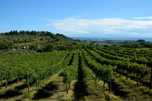 Vinha na Toscana, itália — Fotografia de Stock