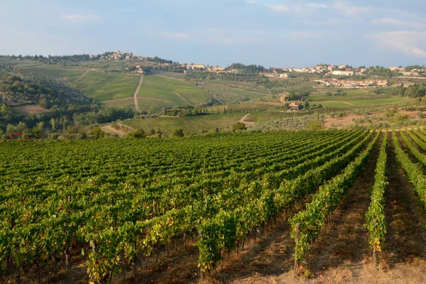 Viñedo en Toscana . —  Fotos de Stock