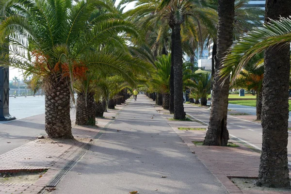 Palmy w chodnik w Barcelona, Hiszpania — Zdjęcie stockowe