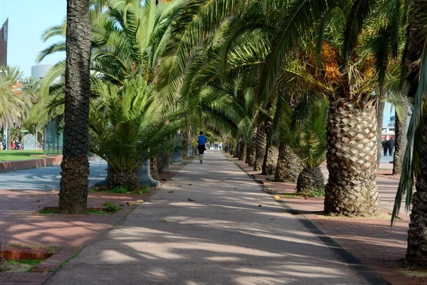 Palmer på gångväg i Barcelona, Spanien — Stockfoto