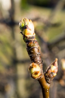 Armut ağacı tomurcukları portre