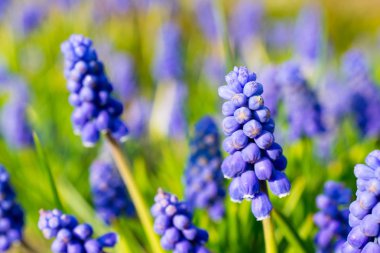 Ermeni safir (muscari armeniacum) portre çiçekler. 