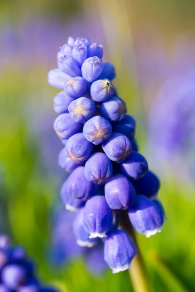 Arménio safira (muscari armeniacum) flores close-up . — Fotografia de Stock