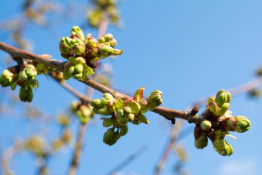 Kiraz ağacı tomurcukları portre