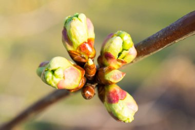 Kiraz ağacı tomurcukları portre