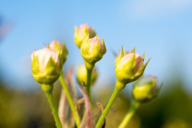 Armut ağacı tomurcukları portre