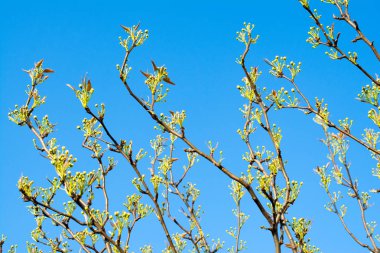 Armut ağacı tomurcukları dallar.