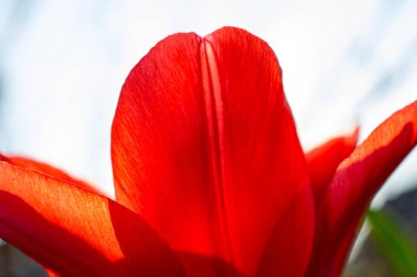 Güzel kırmızı lale bulanık closeup.