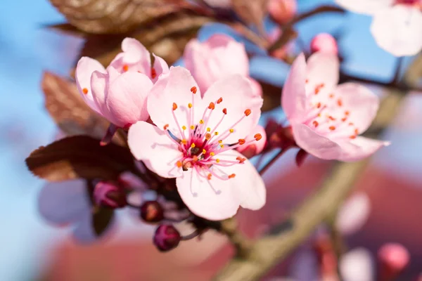 Cherry tree flowers closeup — Stock Photo, Image