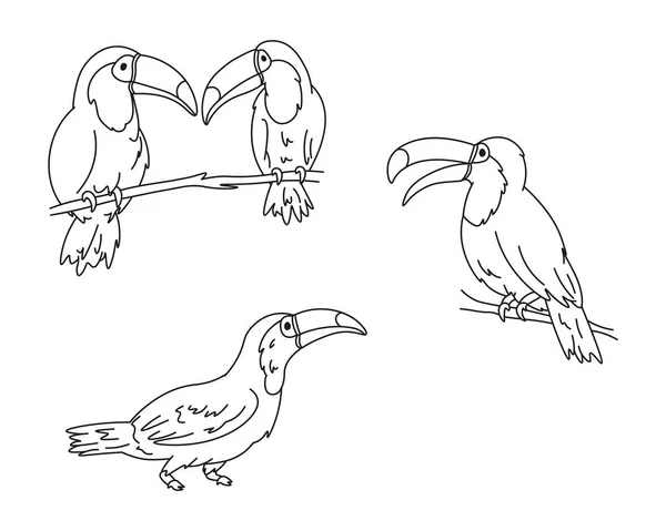 Sada Kreslených Toukanů Černé Čáry Siluety Roztomilý Divoký Tropický Pták — Stockový vektor
