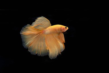 Turuncu Beta Siyam dövüşçü balığı, Kara arka planda izole edilmiş betta balığı..