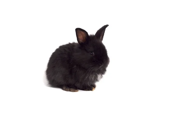 Bonito Coelho Páscoa Bebê Com Cabelo Preto Fofo Fundo Branco — Fotografia de Stock