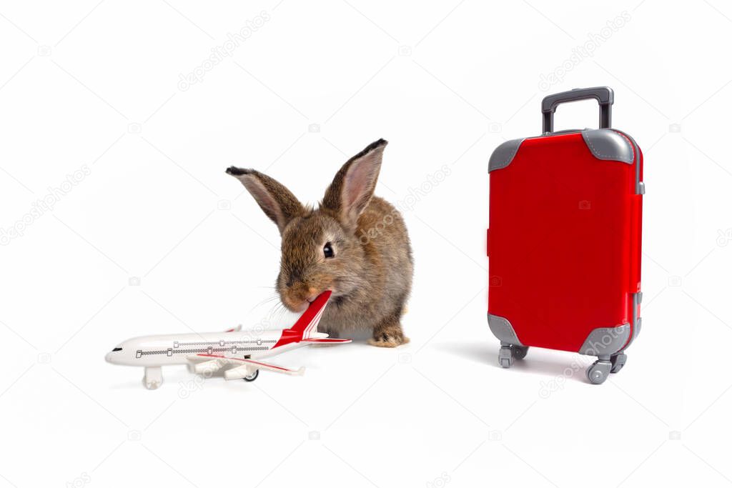 Funny baby brown rabbit and the red luggage with airplane, going on vacation. Travel concept on white background.