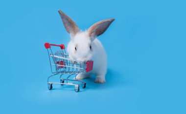 Tatlı bebek Paskalya tavşanı tüylü beyaz yaramaz şaka alışveriş arabasına tırmanıyordu. Mavi arka planda izole bir şekilde. 