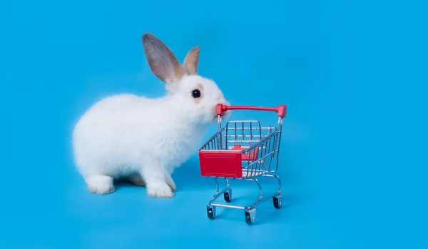 Carino Bambino Coniglietto Pasqua Soffice Bianco Cattivo Scherzo Era Arrampicata — Foto Stock