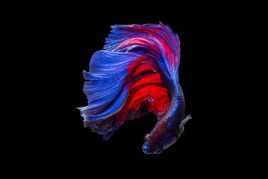 Çok renkli kırmızı ve mavi betta balıklarının güzel hareketi... Yarım Ay Siyam dövüş balığı... ya da siyah arka planda Makropodidae... ya da Osphronemidae....