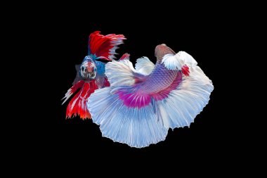 İki betta balığının güzel hareketi yarım ay Siyam dövüş balığı veya Makropodidae veya Osphronemidae siyah arka planda.