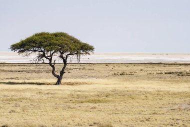 Afrika Savanasında yalnız ağaç, seyahat kavramı  