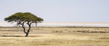 Afrika Savanasında yalnız ağaç, seyahat kavramı  