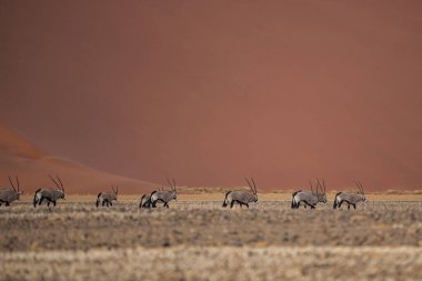 Kum tepesindeki antilopların görünümü, seyahat kavramı 
