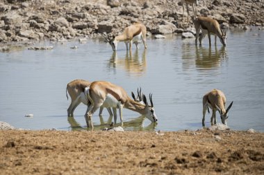 Habitattaki su birikintisi yakınındaki antilopların görüntüsü, seyahat kavramı 